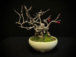 25I-AJ-13 ILEX SERRATA