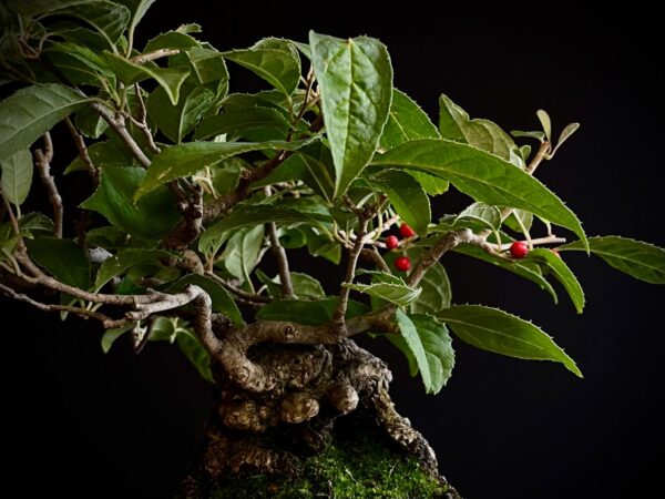 25I-AJ-13 ILEX SERRATA