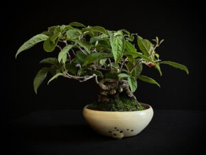 25I-AJ-13 ILEX SERRATA