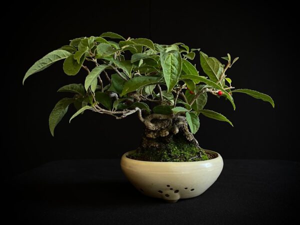 25I-AJ-13 ILEX SERRATA
