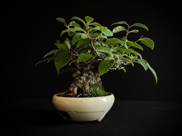 25I-AJ-13 ILEX SERRATA