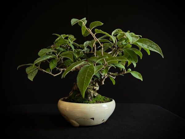 25I-AJ-13 ILEX SERRATA