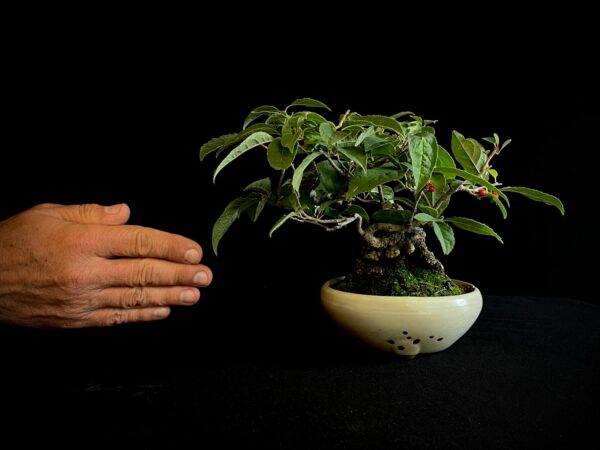 25I-AJ-13 ILEX SERRATA
