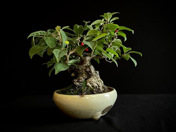 25I-AJ-13 ILEX SERRATA