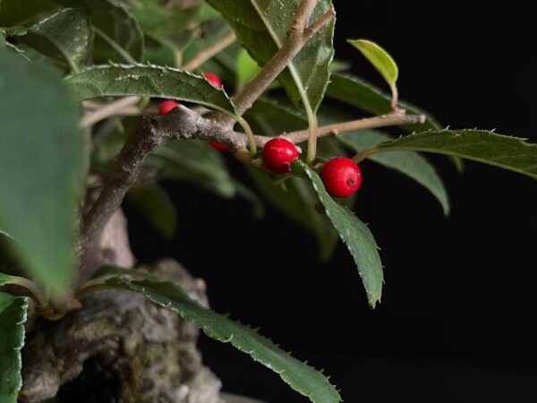 25I-AJ-13 ILEX SERRATA