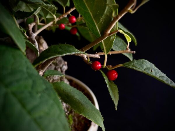 25I-AJ-13 ILEX SERRATA