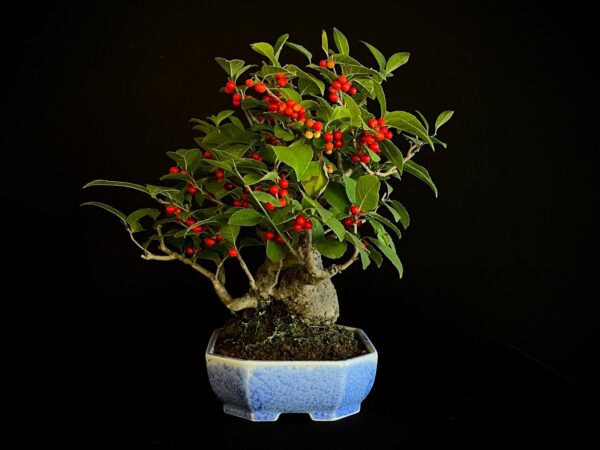 25I-AJ-14 ILEX SERRATA