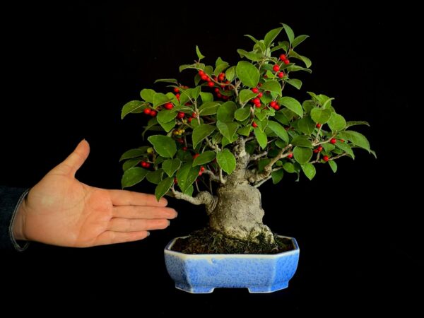 25I-AJ-14 ILEX SERRATA