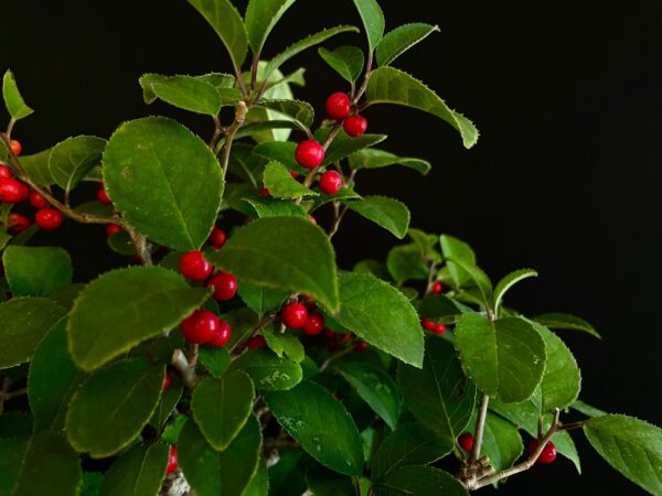 25I-AJ-14 ILEX SERRATA