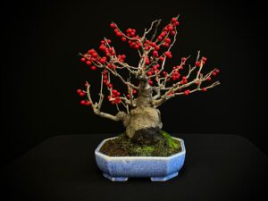 25I-AJ-14 ILEX SERRATA