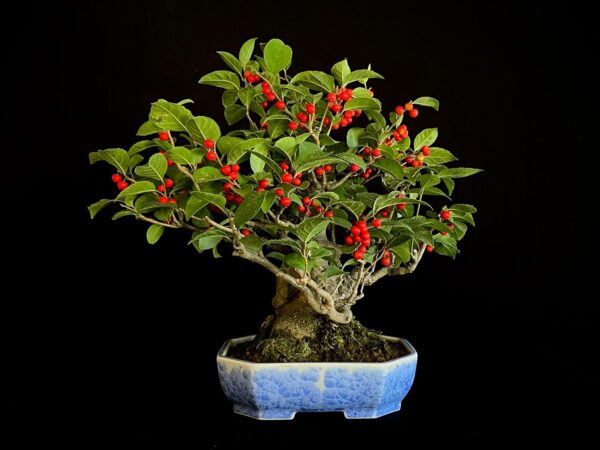25I-AJ-14 ILEX SERRATA
