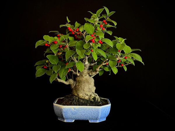 25I-AJ-14 ILEX SERRATA