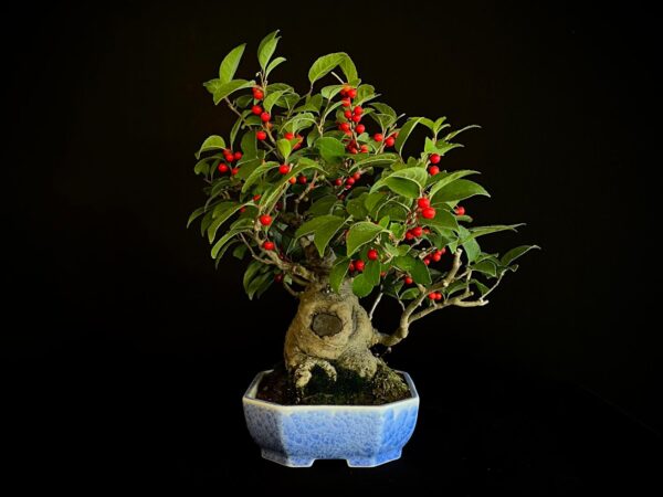 25I-AJ-14 ILEX SERRATA