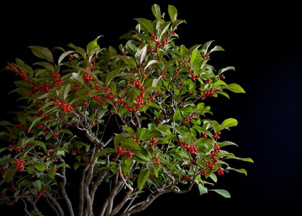 25I-AJ-15 ILEX SERRATA