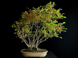 25I-AJ-15 ILEX SERRATA