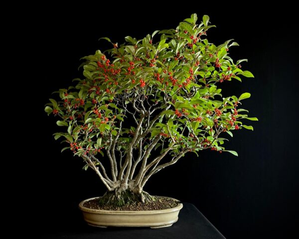 25I-AJ-15 ILEX SERRATA