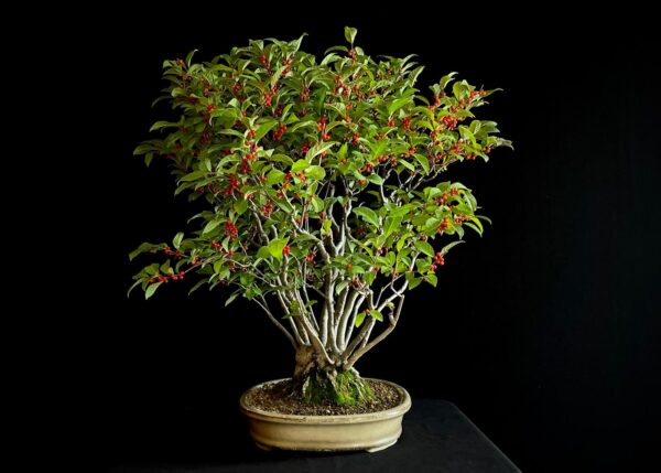 25I-AJ-15 ILEX SERRATA