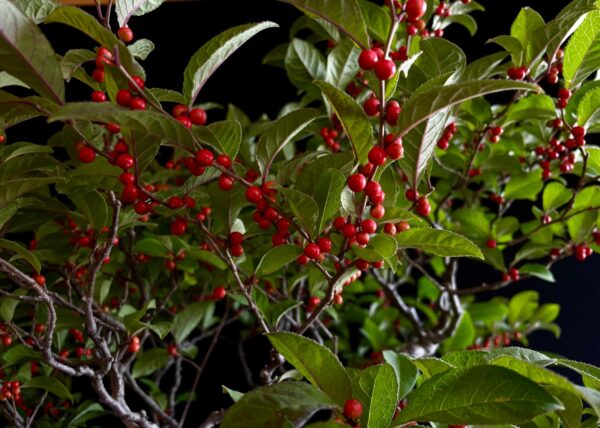 25I-AJ-15 ILEX SERRATA