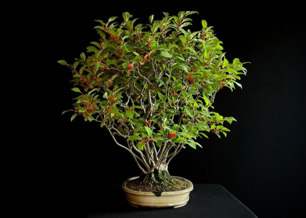 25I-AJ-15 ILEX SERRATA