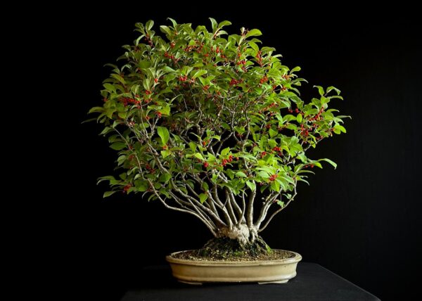 25I-AJ-15 ILEX SERRATA