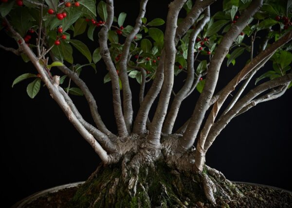 25I-AJ-15 ILEX SERRATA