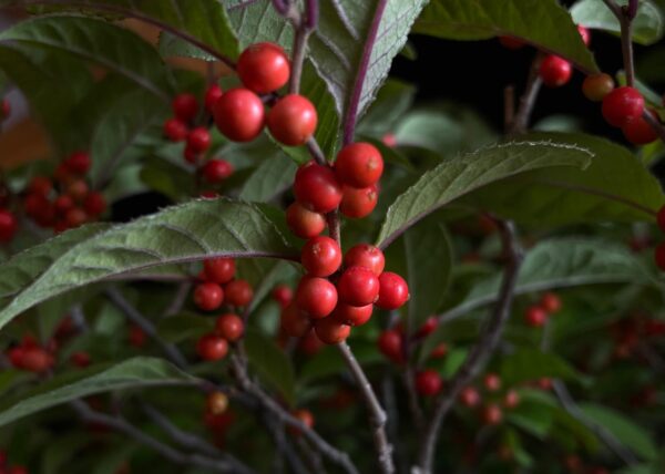 25I-AJ-15 ILEX SERRATA