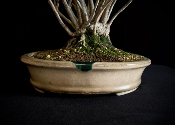 25I-AJ-15 ILEX SERRATA