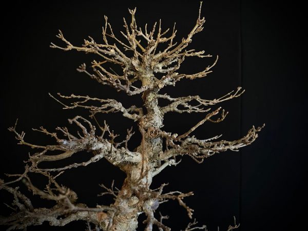 25I-AJ-16 ACER BUERGERIANUM