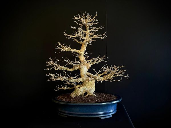 25I-AJ-16 ACER BUERGERIANUM