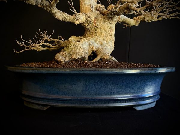 25I-AJ-16 ACER BUERGERIANUM