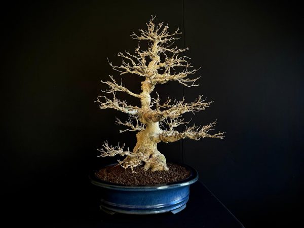25I-AJ-16 ACER BUERGERIANUM