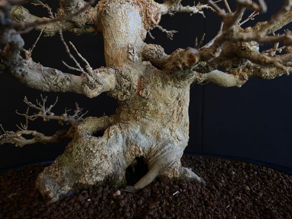 25I-AJ-16 ACER BUERGERIANUM