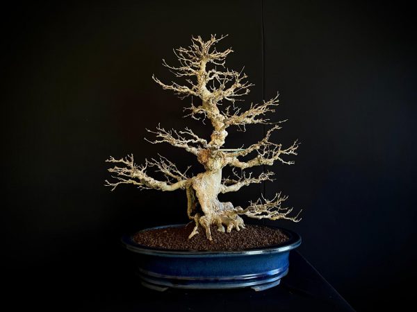 25I-AJ-16 ACER BUERGERIANUM