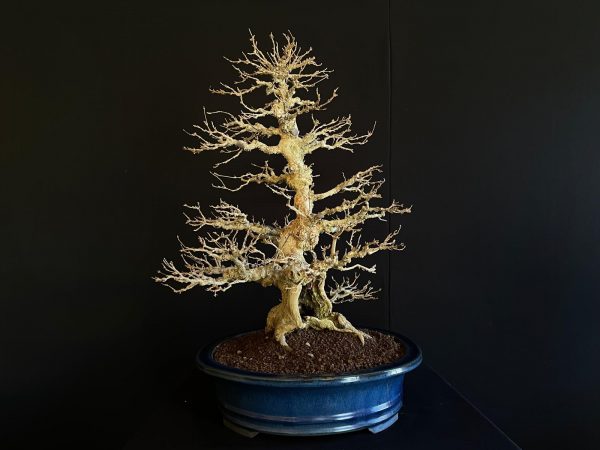 25I-AJ-16 ACER BUERGERIANUM