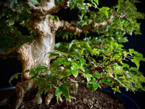 25I-AJ-16 ACER BUERGERIANUM
