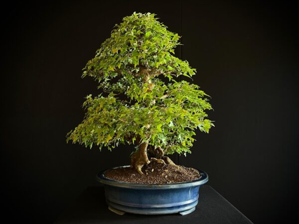 25I-AJ-16 ACER BUERGERIANUM