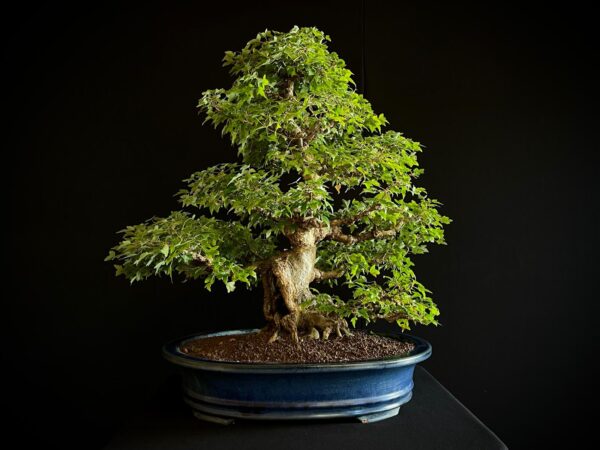 25I-AJ-16 ACER BUERGERIANUM
