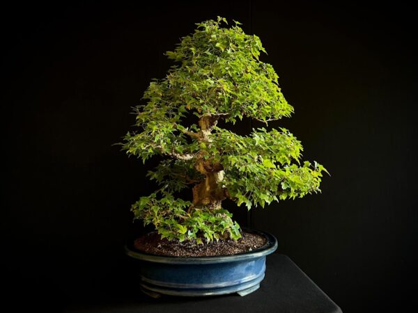 25I-AJ-16 ACER BUERGERIANUM