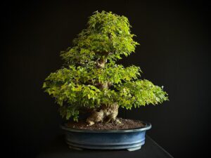 25I-AJ-16 ACER BUERGERIANUM