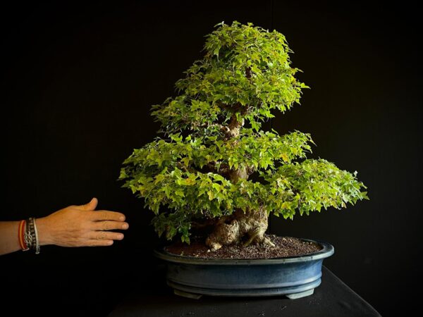 25I-AJ-16 ACER BUERGERIANUM