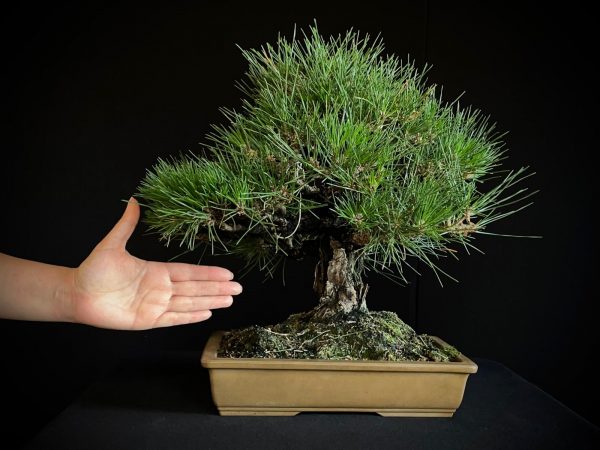 25I-IU-01 PINUS THUNBERGII