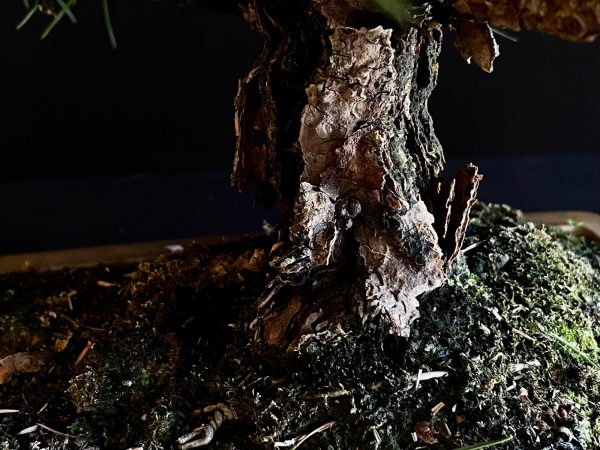 25I-IU-01 PINUS THUNBERGII