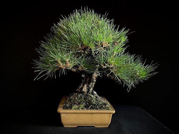 25I-IU-01 PINUS THUNBERGII