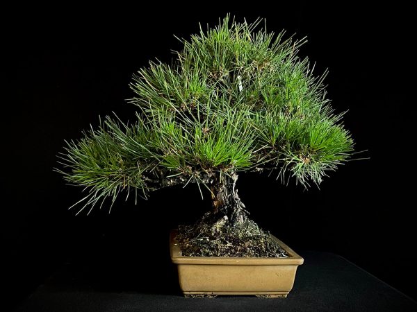 25I-IU-01 PINUS THUNBERGII