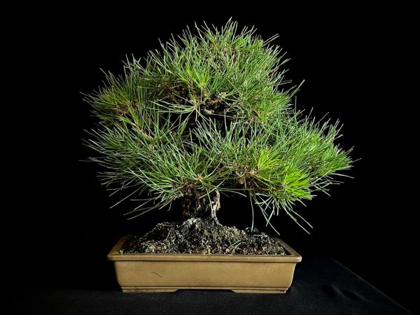 25I-IU-01 PINUS THUNBERGII