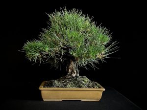 25I-IU-01 PINUS THUNBERGII