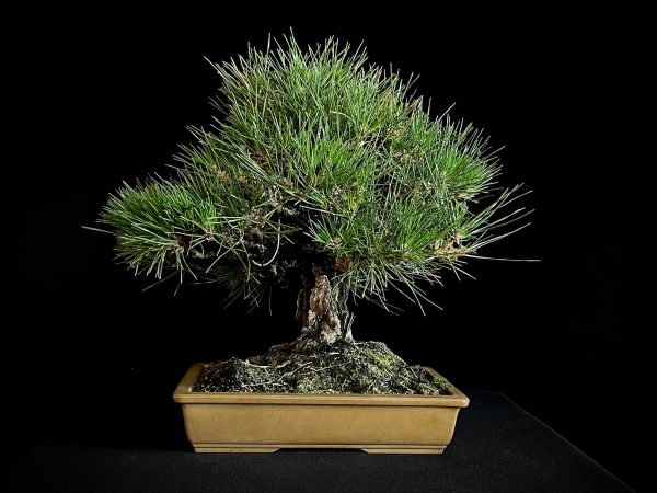 25I-IU-01 PINUS THUNBERGII