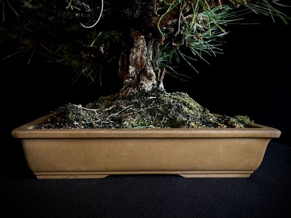 25I-IU-01 PINUS THUNBERGII