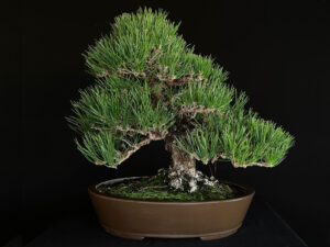 PINUS THUNBERGII