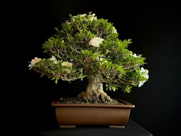 25I-IU-03 RHODODENDRON INDICUM EIKAN